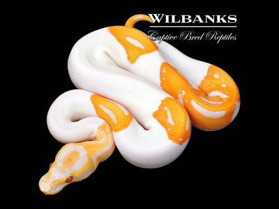 Dreamsicle Lavender Pied Ball Python ♀ '25