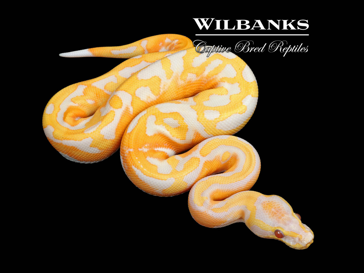 Dreamsicle Lavender Pied Ball Python ♂ '25