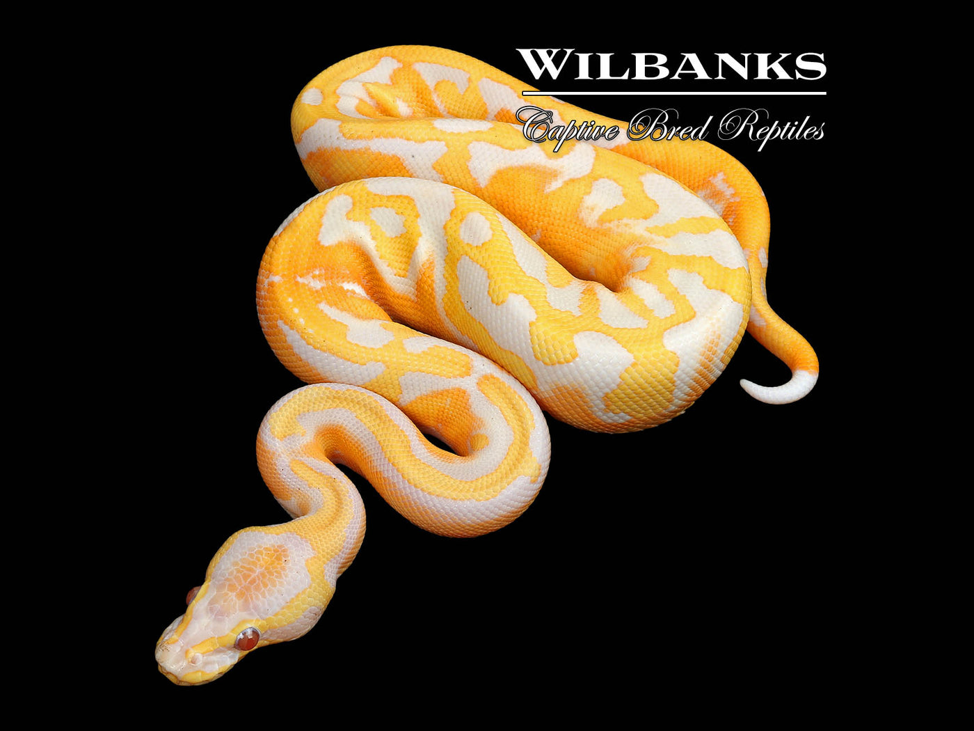 Dreamsicle Lavender Pied Ball Python ♂ '25
