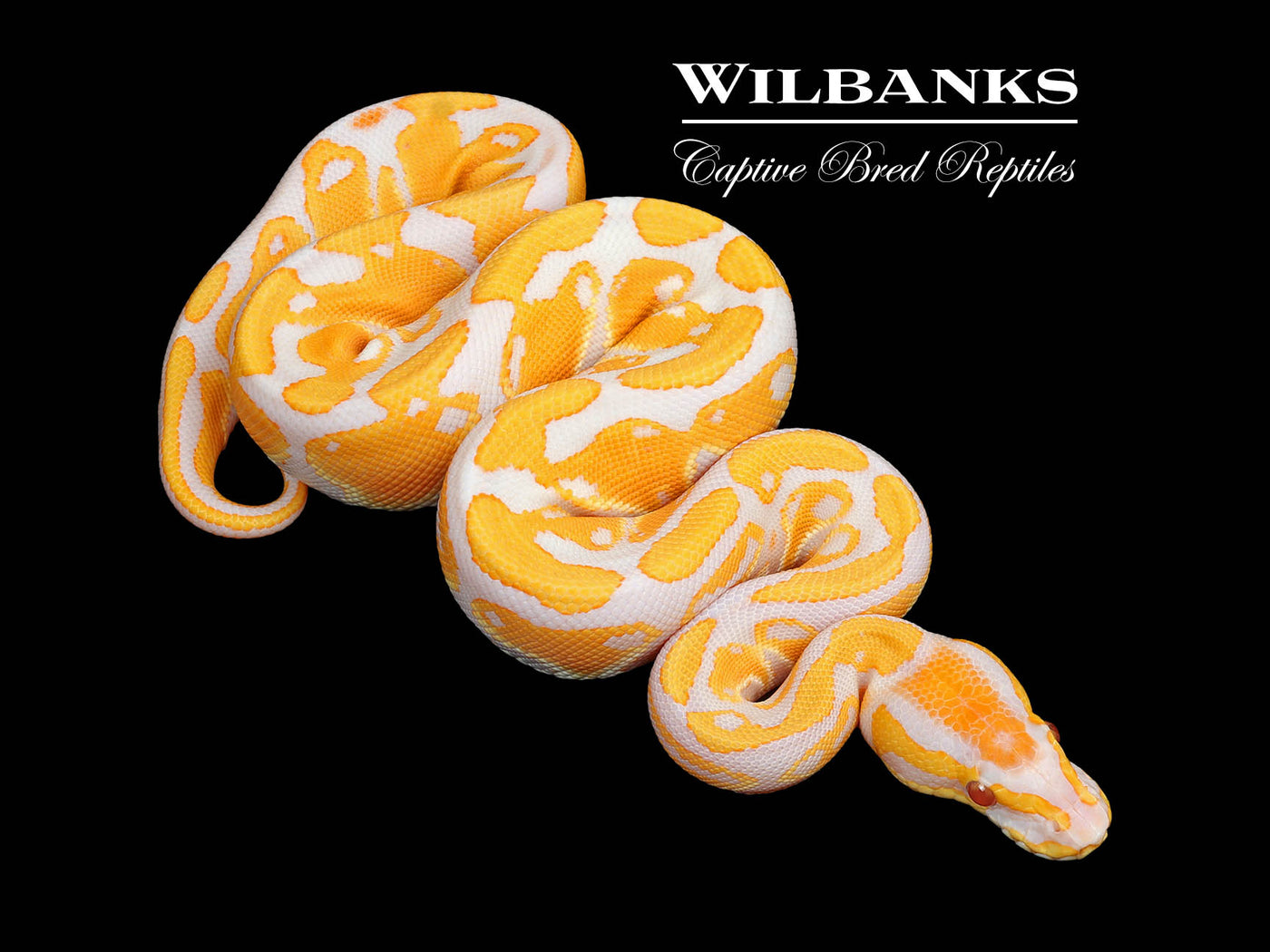 Lavender Albino Ball Python ♀ '25