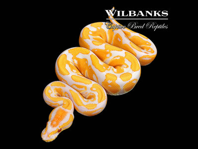 Lavender Albino Ball Python ♀ '25