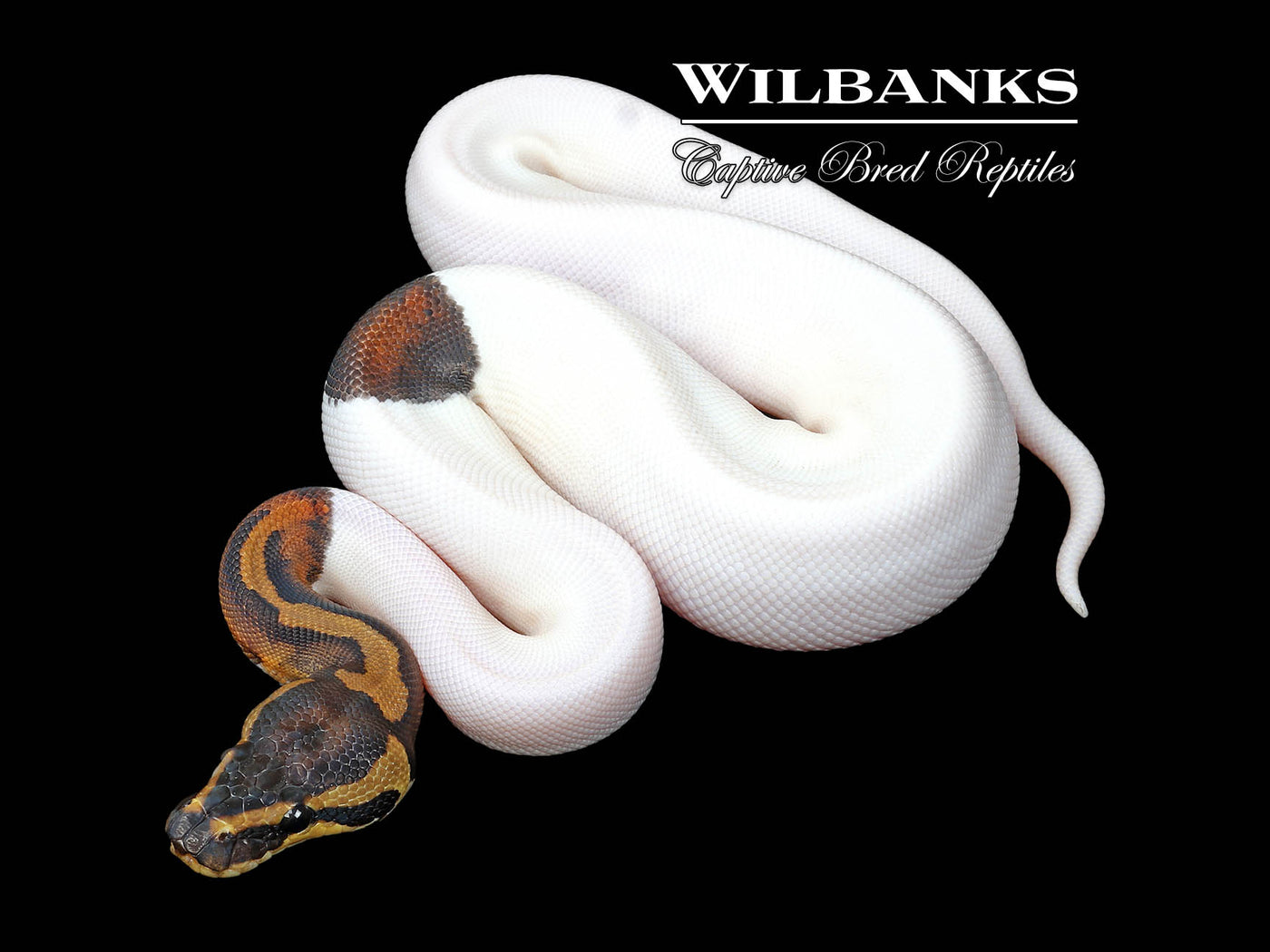 Pied Ball Python ♀ '25
