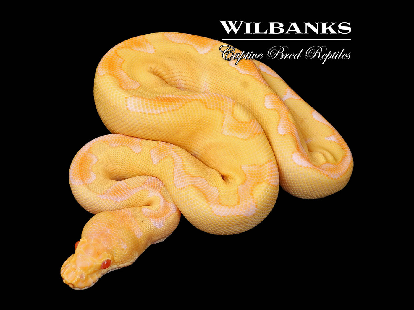 Albino Enchi Clown Ball Python ♂ '25