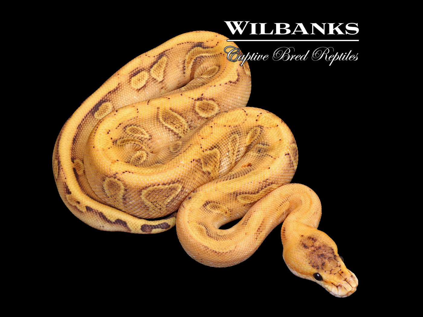 Champagne Enchi 100% Het. Clown Ball Python ♀ '25