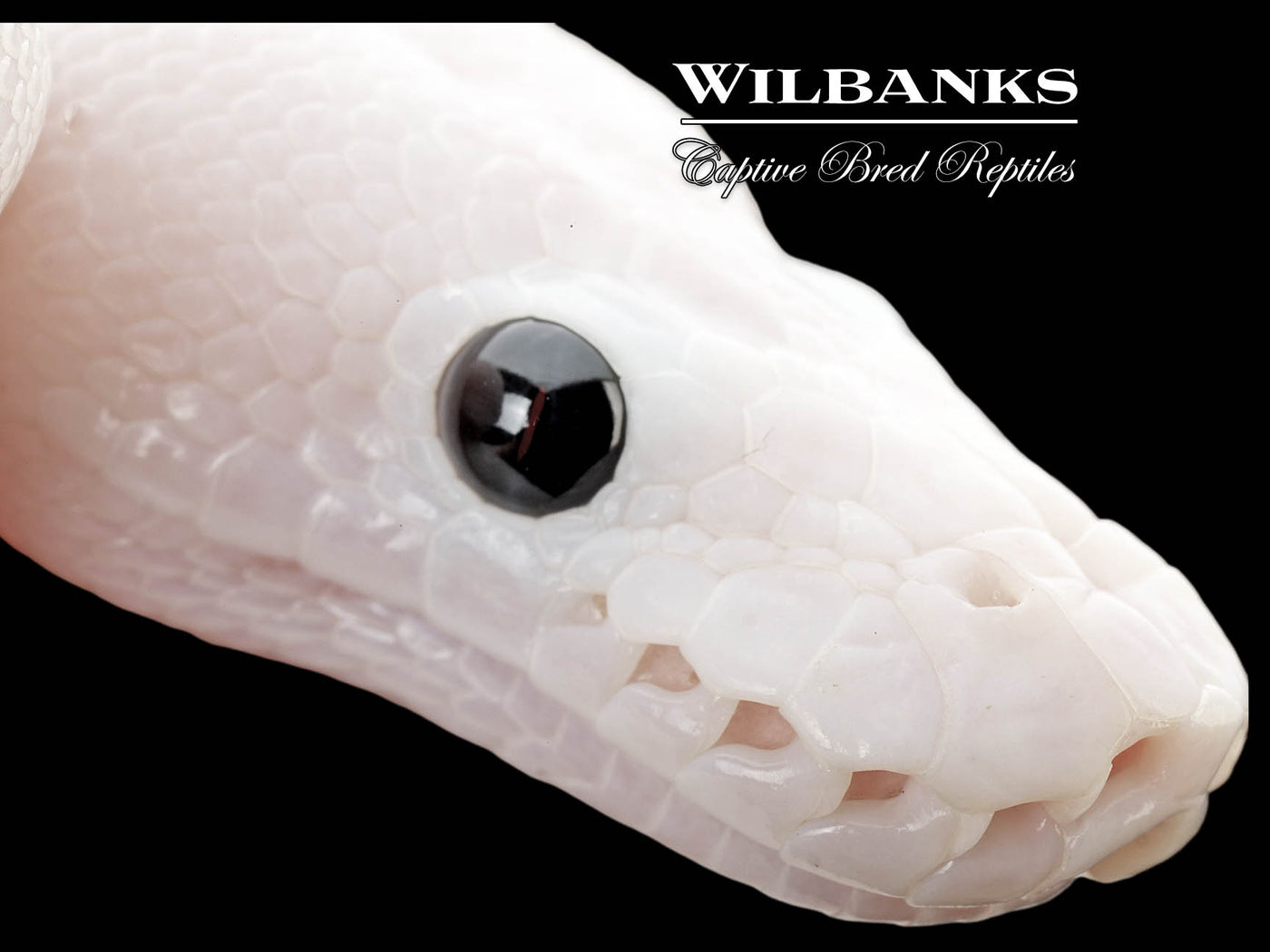 Super Fire Ball Python ♀ '25