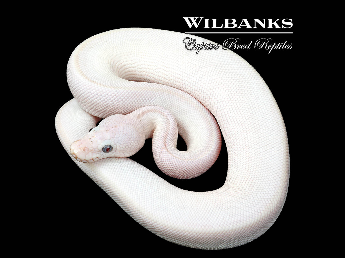 Blue Eyed Leucistic (Mojave Butter) Ball Python ♂ '25