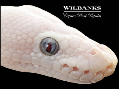 Blue Eyed Leucistic (Mojave Butter) Ball Python ♂ '25