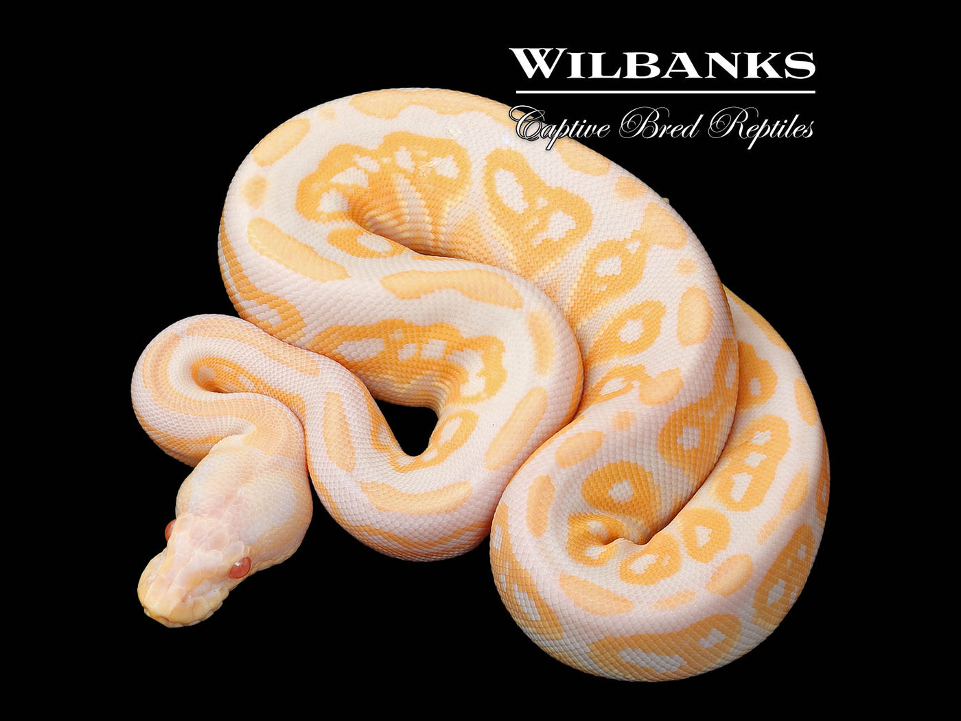 Cinnamon Candy Ball Python ♀ '25