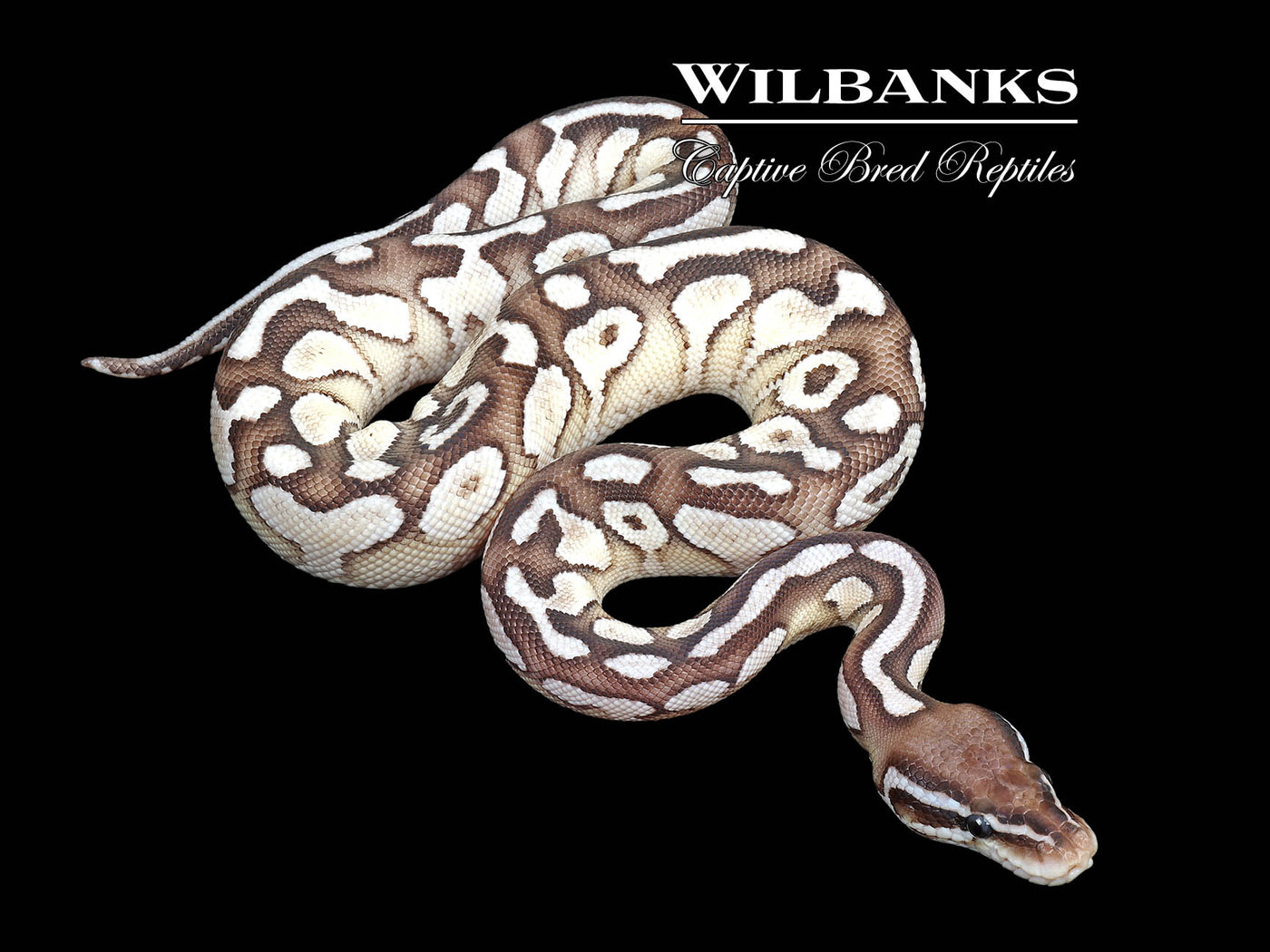 Lesser Axanthic (VPI) Pastel Yellow Belly Ball Python ♂ '25