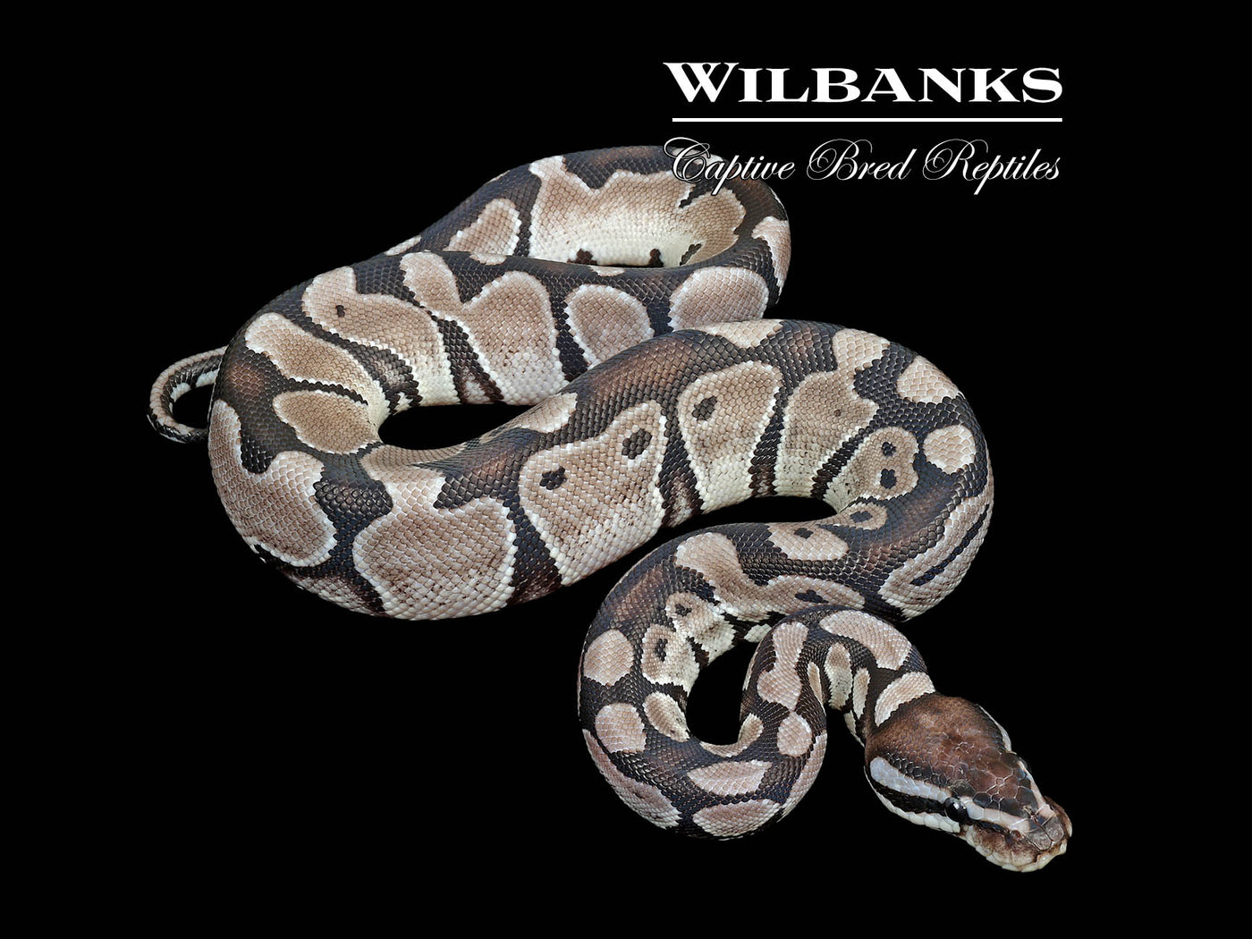 Axanthic (VPI) 100% Het. Lavender Albino Ball Python ♀ '25