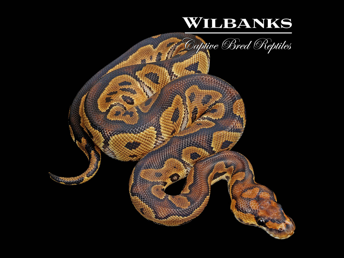 Clown Ball Python ♀ '25