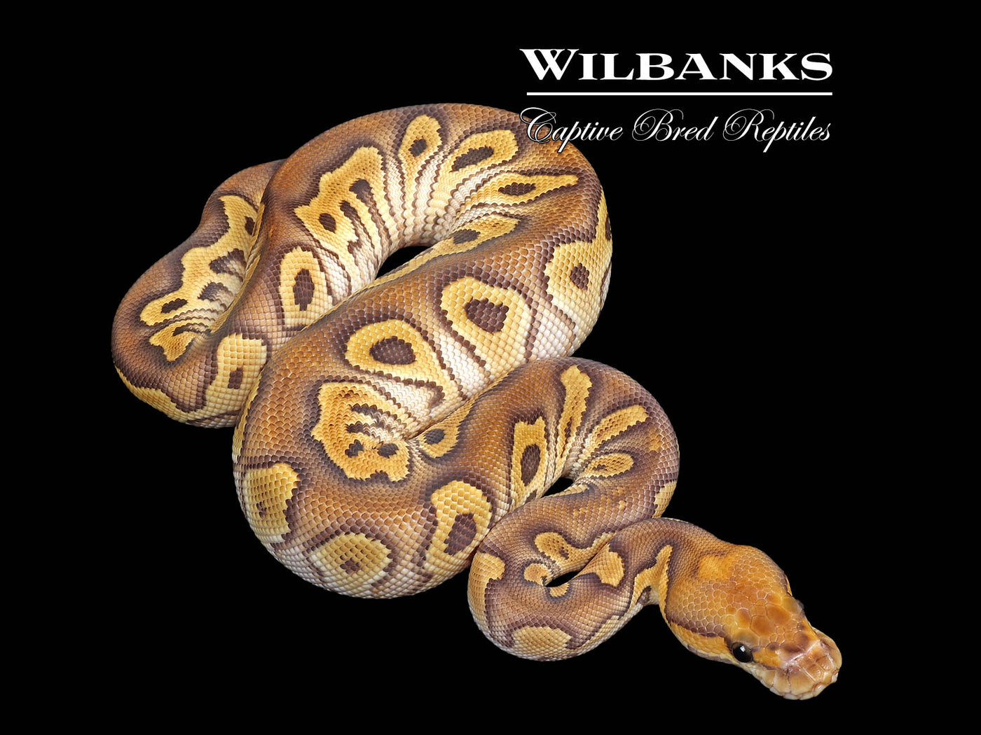 Mojave Clown Ball Python ♀ '25