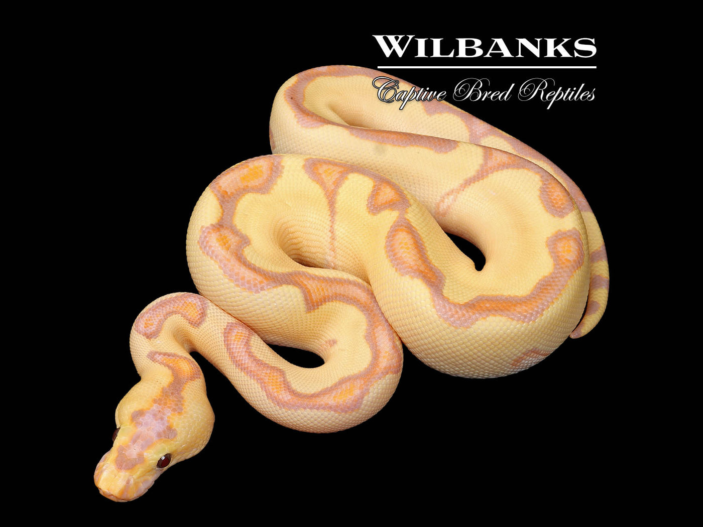 Banana Enchi Clown Ball Python ♀ '25