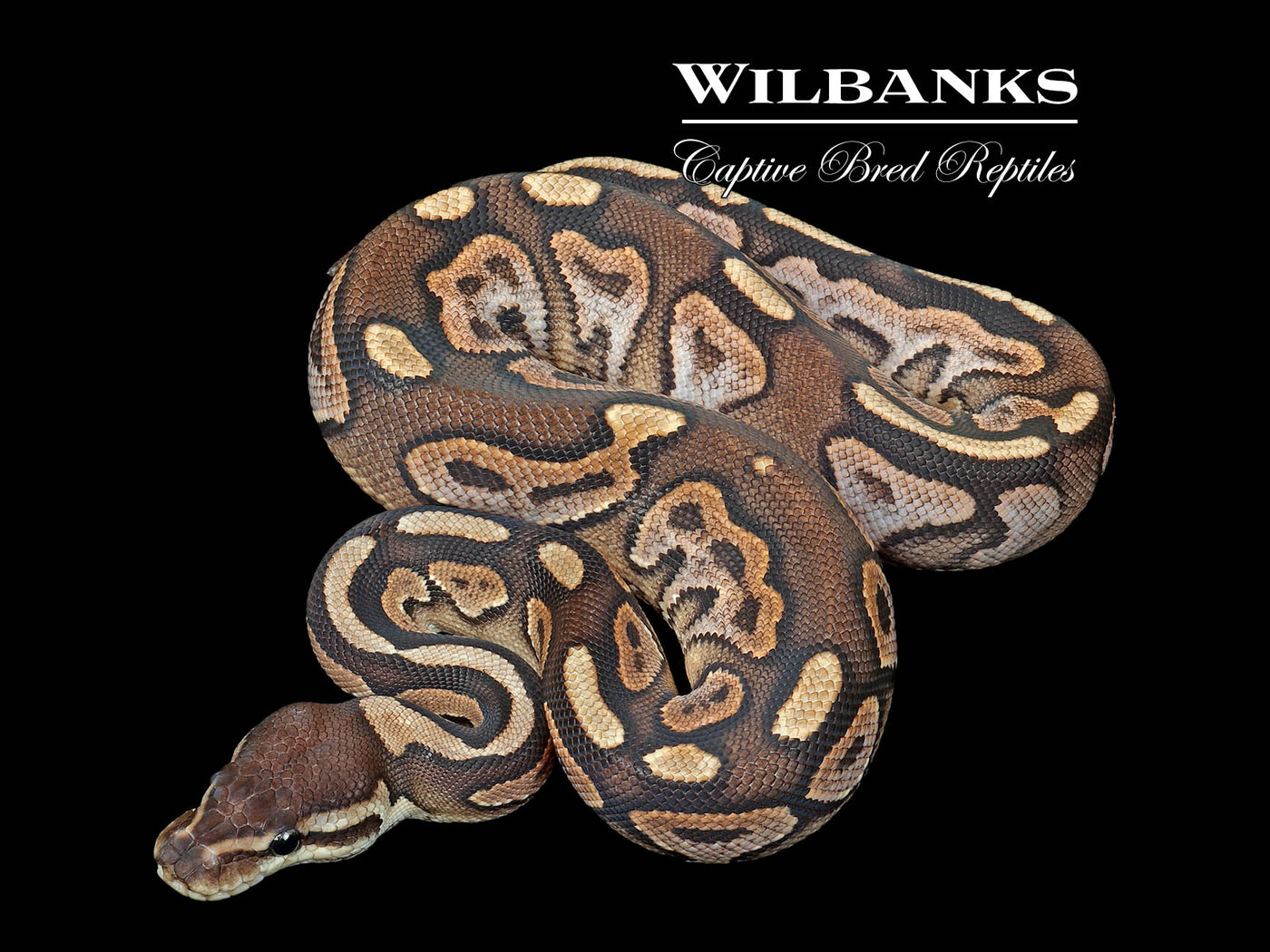 Cinnamon Sugar 100% Het. Clown Ball Python ♀ '25