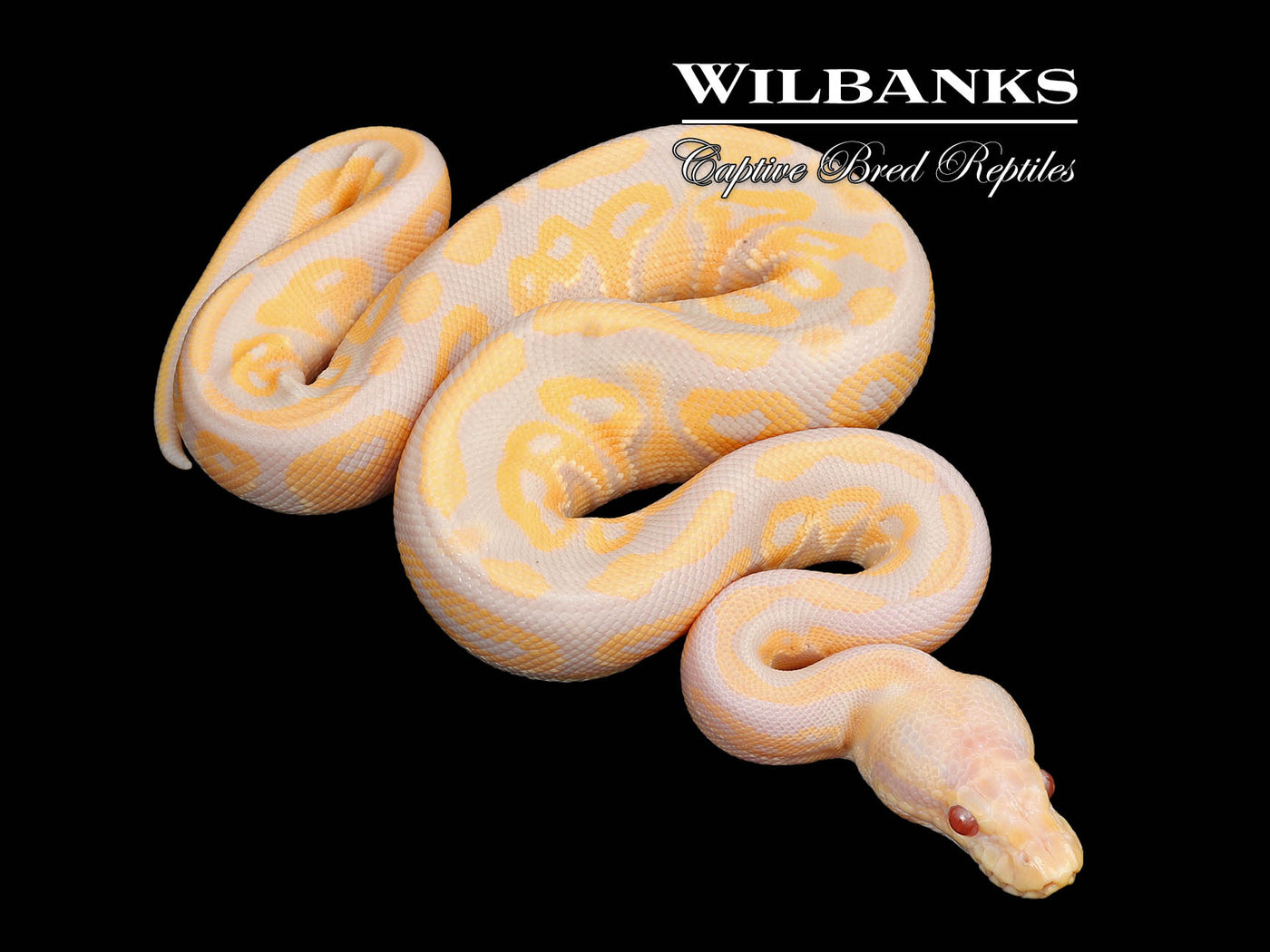 Cinnamon Candy Ball Python ♂ '25