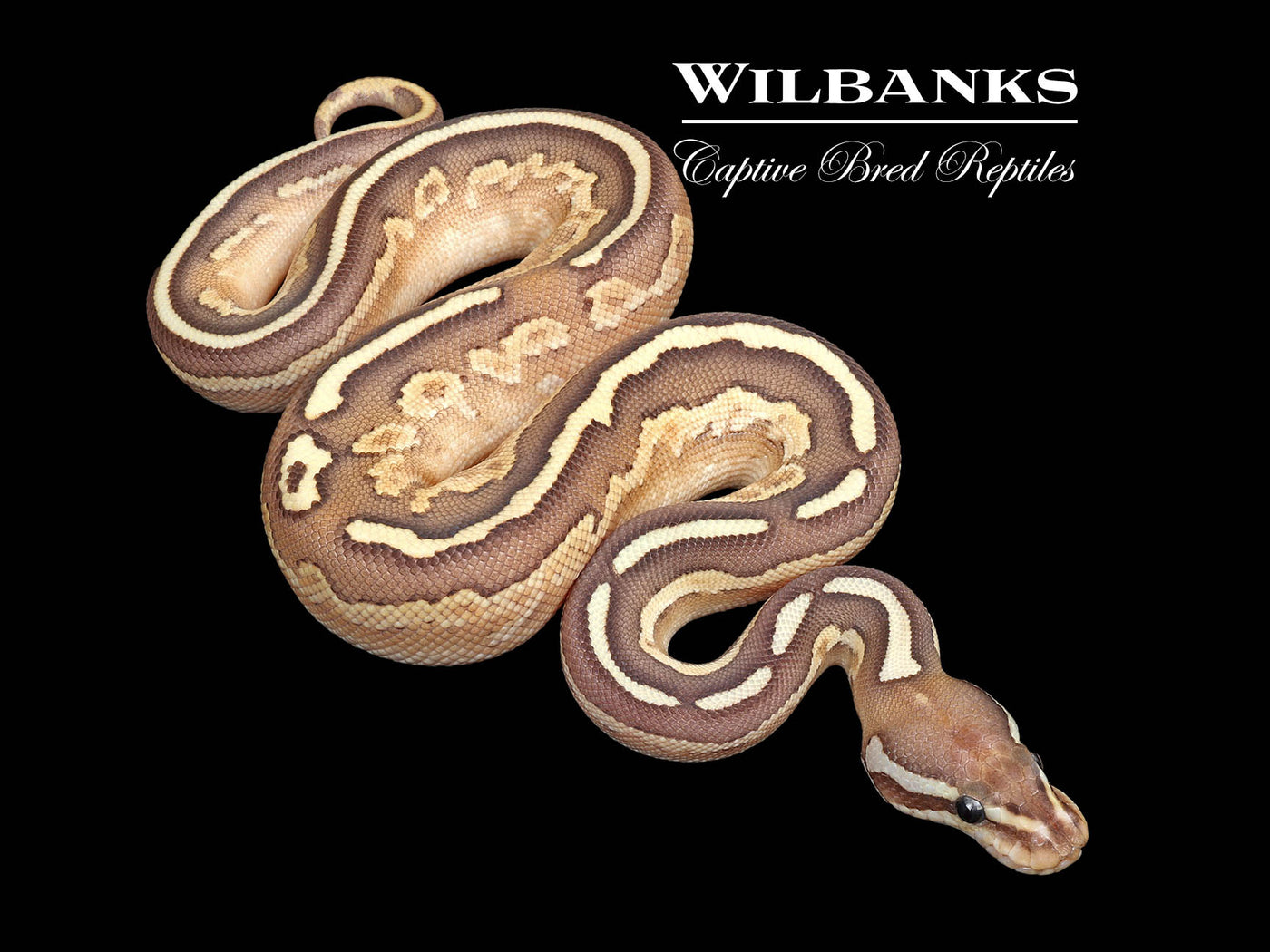 Black Pastel Nuclear Yellow Belly Ball Python ♂ '25