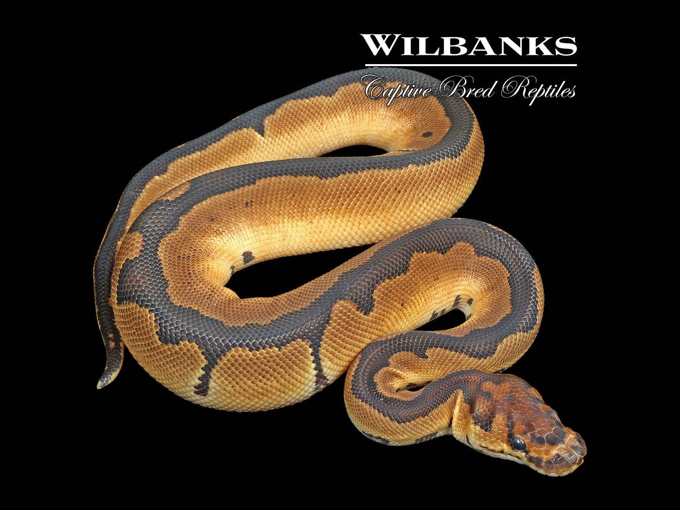 Clown 100% Het. Lavender Albino Ball Python ♂ '25