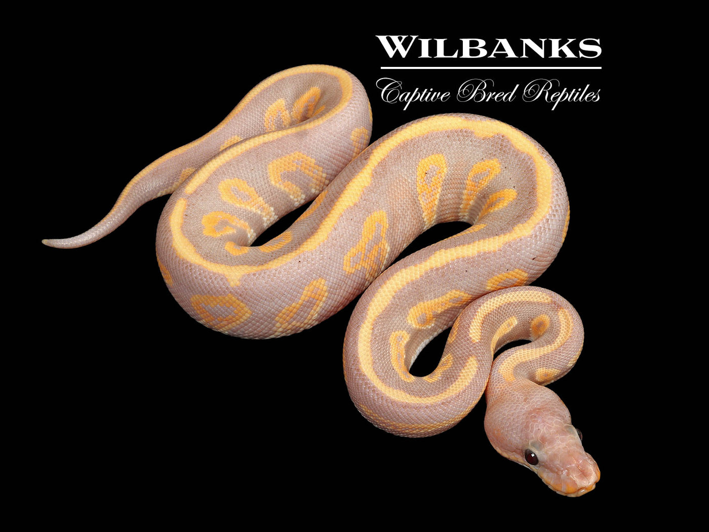 Banana Blackhead Mahogany Ball Python ♂ '25