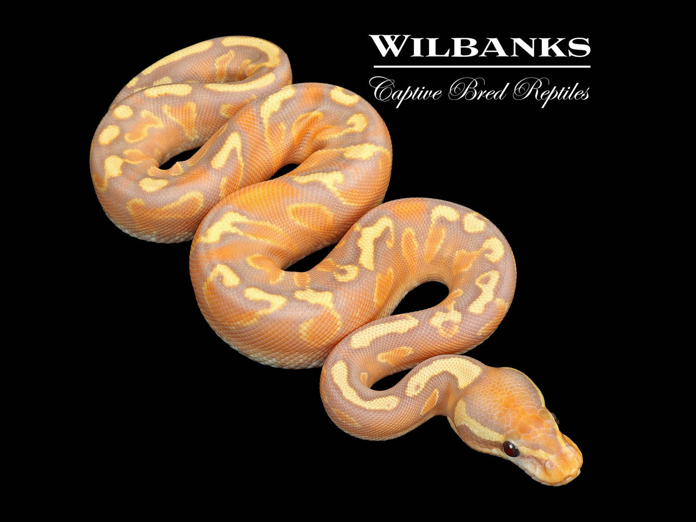 Banana GHI Yellow Belly Ball Python ♀ '25