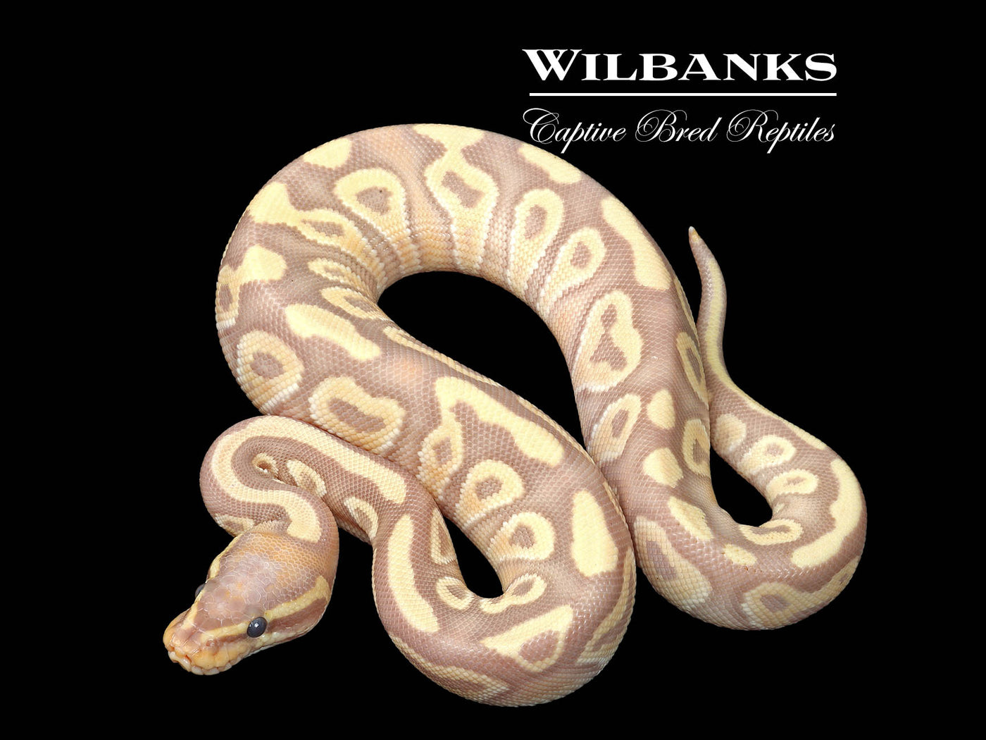 Banana Mojave Ball Python ♂ '25