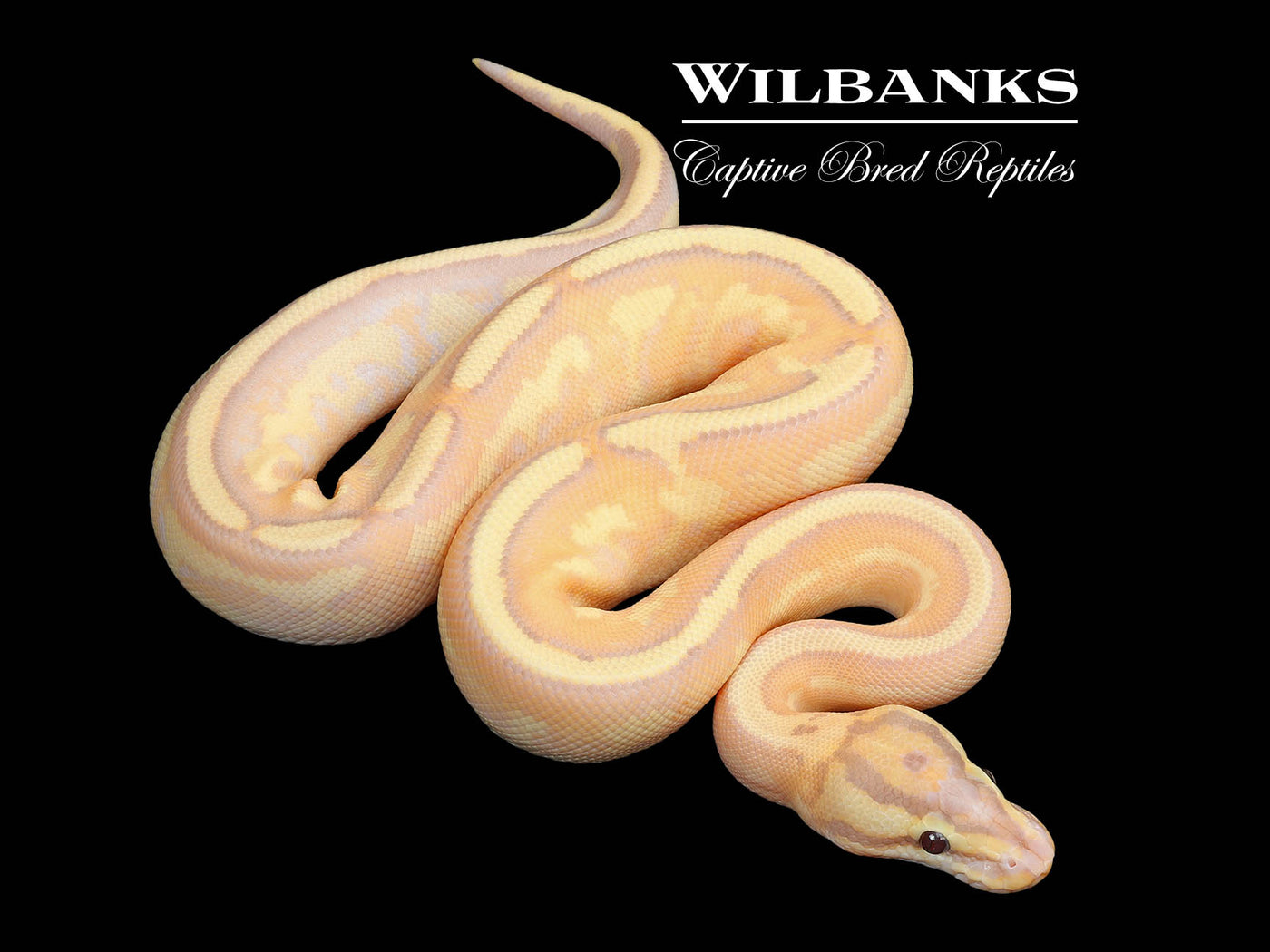 Banana Super Stripe Ball Python ♂ '25