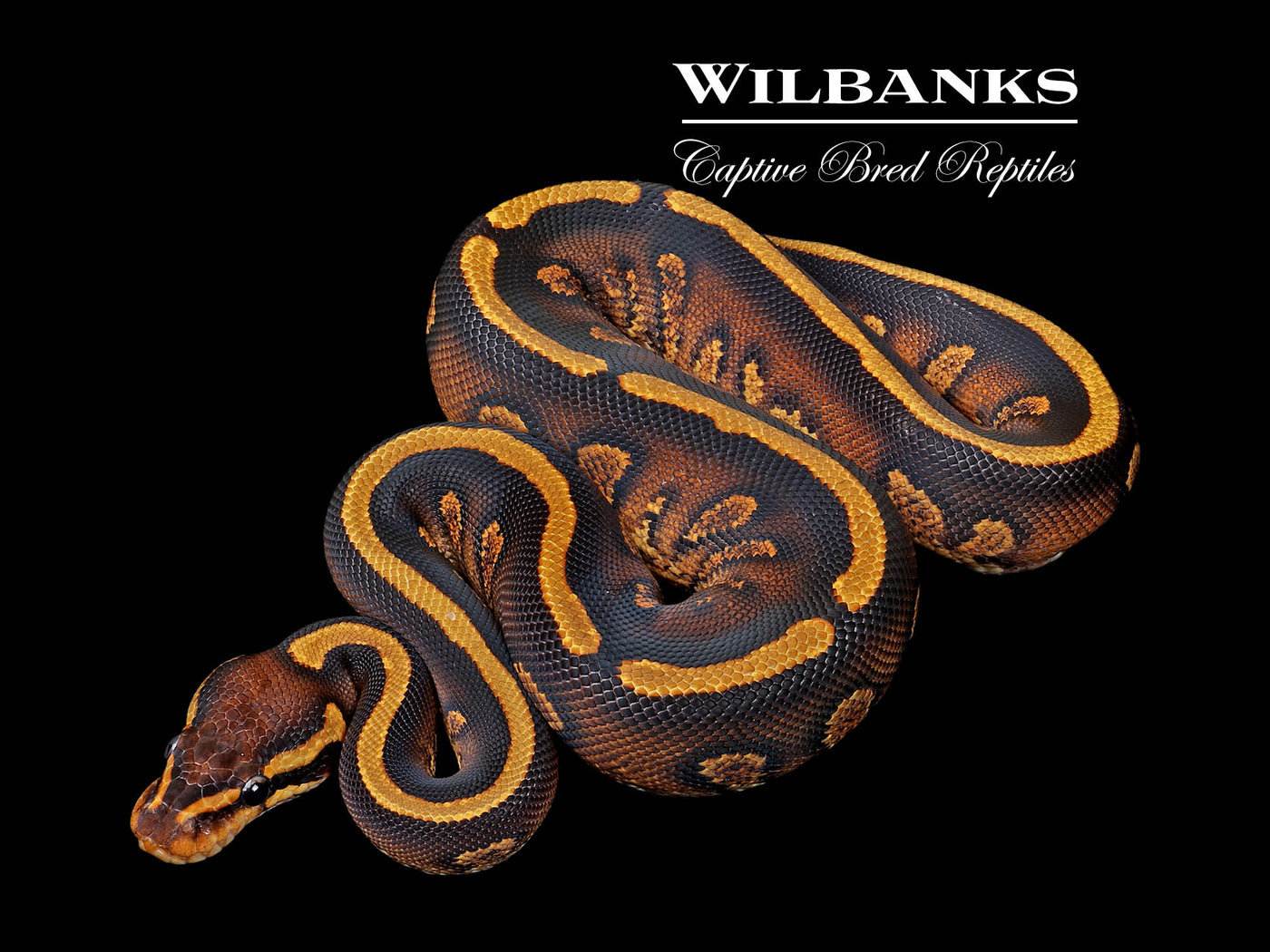 Stranger Yellow Belly Ball Python ♂ '25