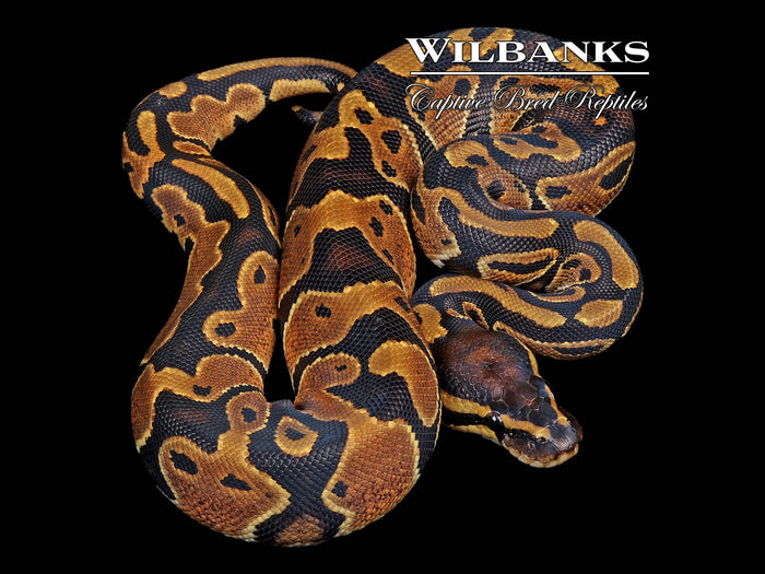 100% Het. Pied Ball Python ♀ '26