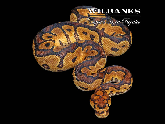 Clown Ball Python ♂ '26