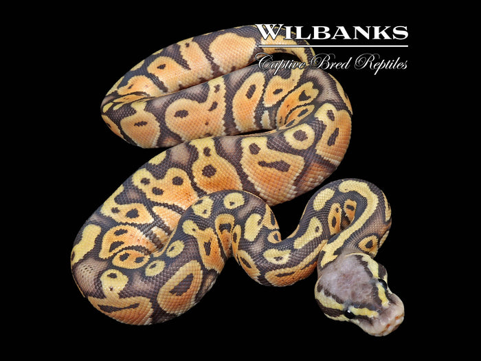Pastel Ghost Ball Python ♂ '26