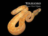 Enchi Highway Ball Python ♂ '26