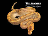 Champagne 100% Het. Lavender Ball Python ♂ '26