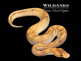 Champagne 100% Het. Lavender Ball Python ♀ '26