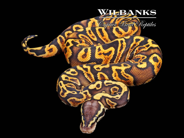 GHI Pastel Ball Python ♀ '26