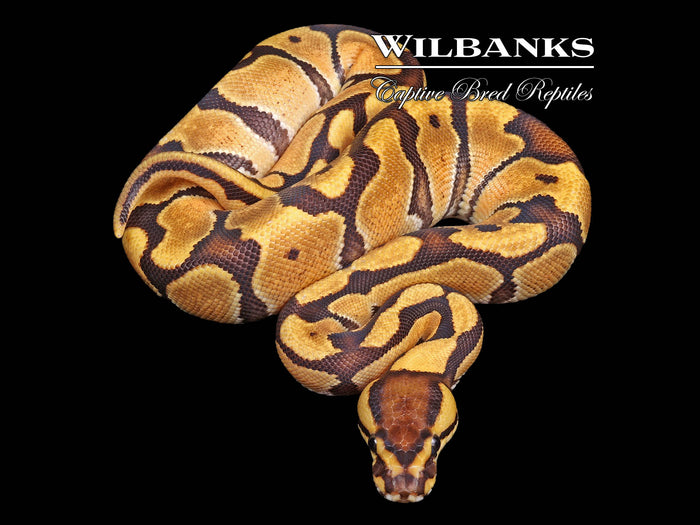 Fire Enchi Gravel Ball Python ♀ '26