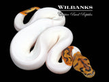 Clown Pied Ball Python ♀ '26