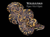GHI 100% Het. Axanthic (VPI) Ball Python ♂ '26