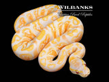 Lavender Albino GHI Ball Python ♂ '26