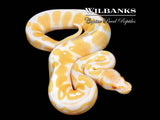 Albino Ball Python ♂ '26