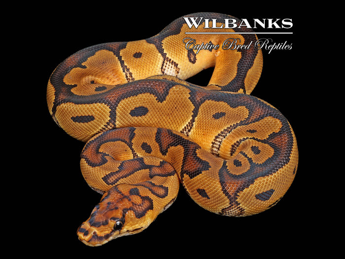 Clown Ball Python ♀ '26