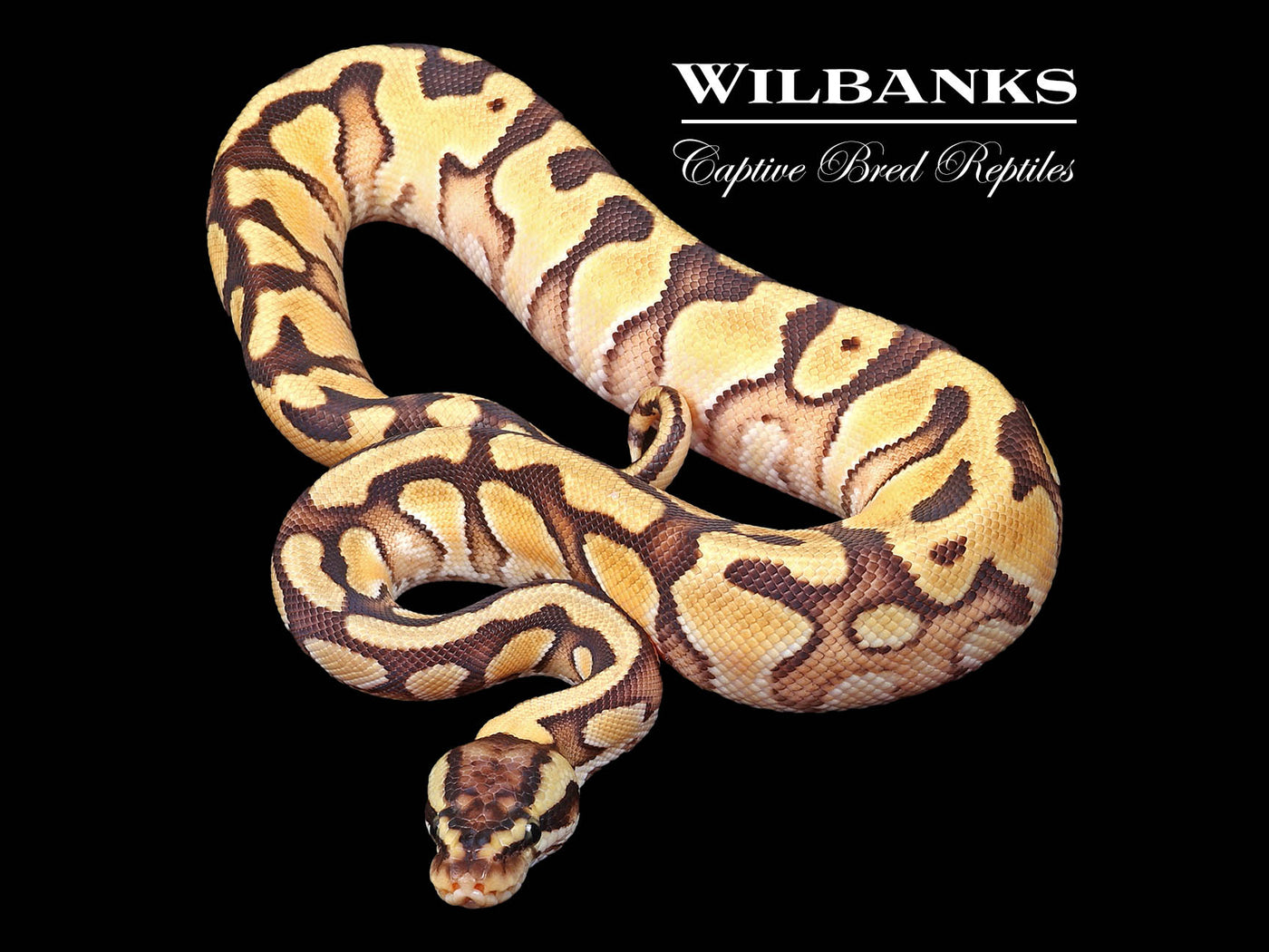Pastel Enchi Phantom Ball Python ♂ '24