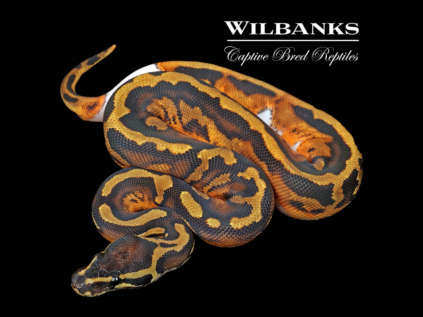 Pied Ball Python ♀ '25
