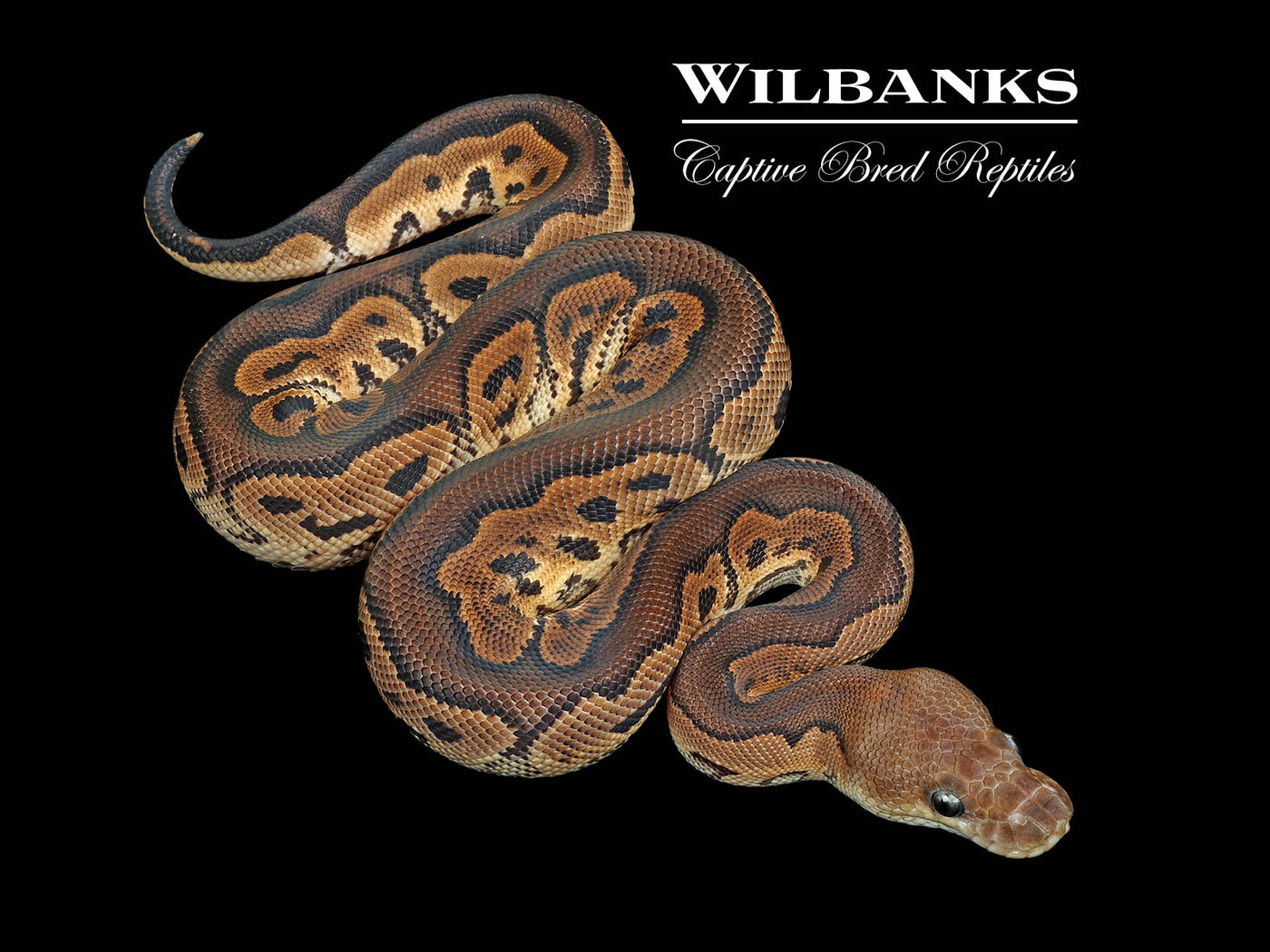 Cinnamon Clown Ball Python ♂ '25