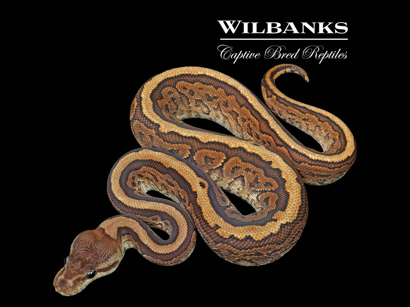 Cinnamon Pinstripe Ball Python ♀ '25
