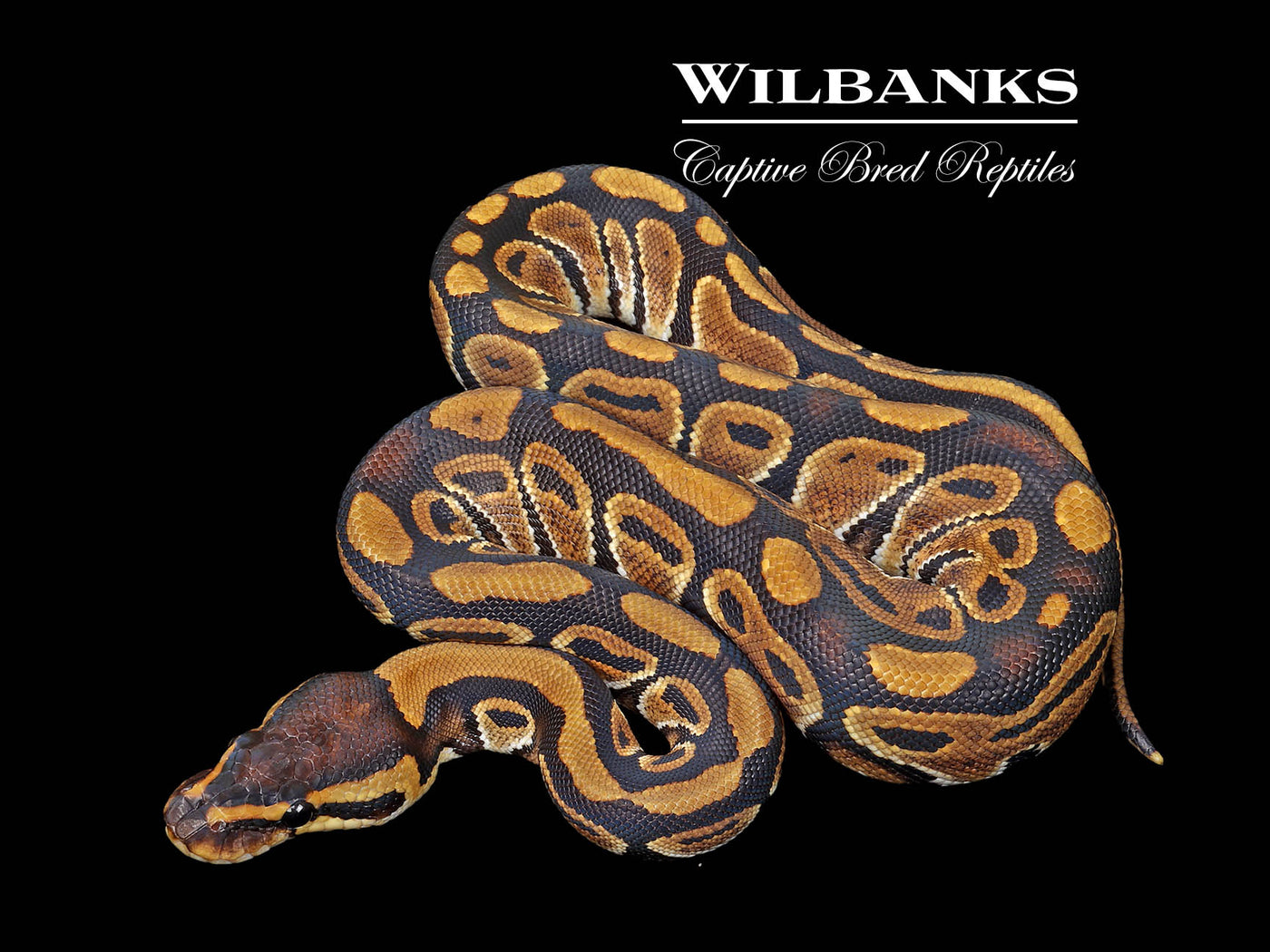 100% Het. Sunset Ball Python ♀ '25