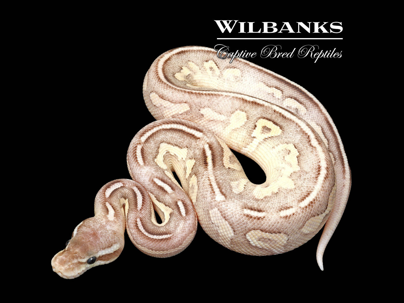 Blackhead Pewter Fire Special Ball Python ♂ '25