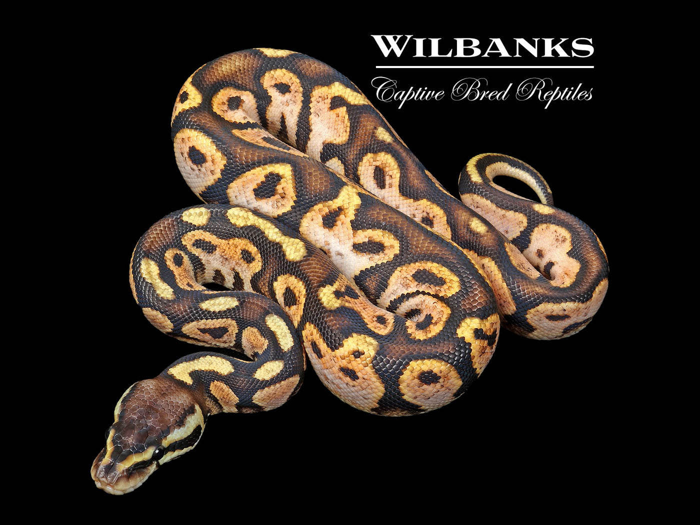 Pastel Sugar Ball Python ♀ '25