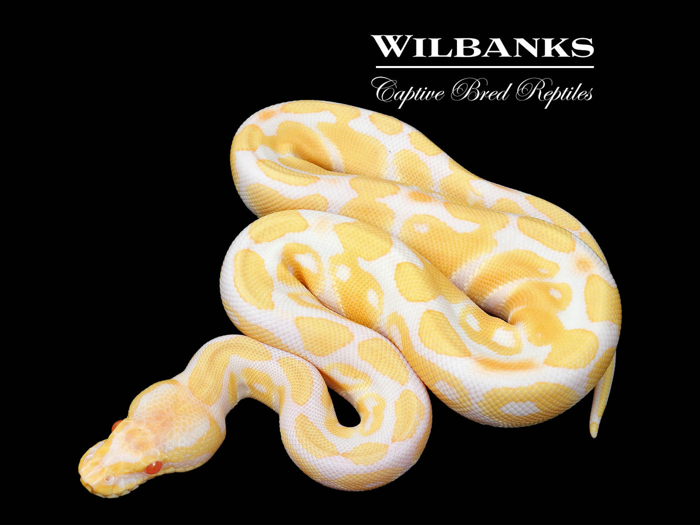 Albino 100% Het. Clown Ball Python ♀ '25