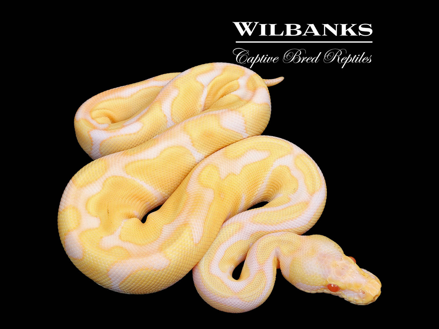 Pastel Albino Enchi Ball Python ♀ '25