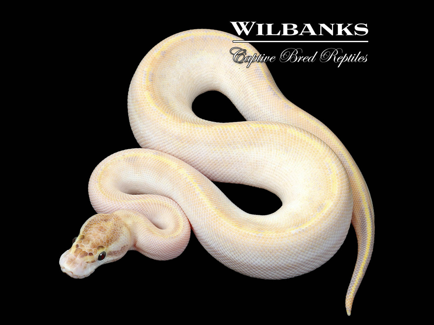 Ivory Ball Python ♀ '25