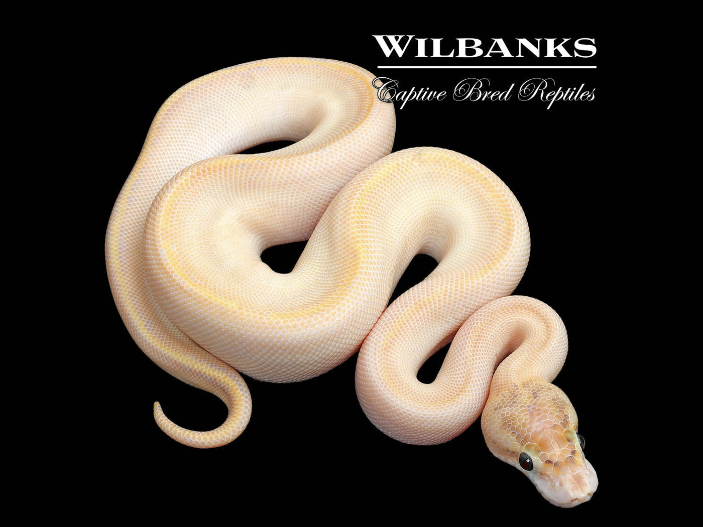 Blackhead Ivory Ball Python ♀ '25